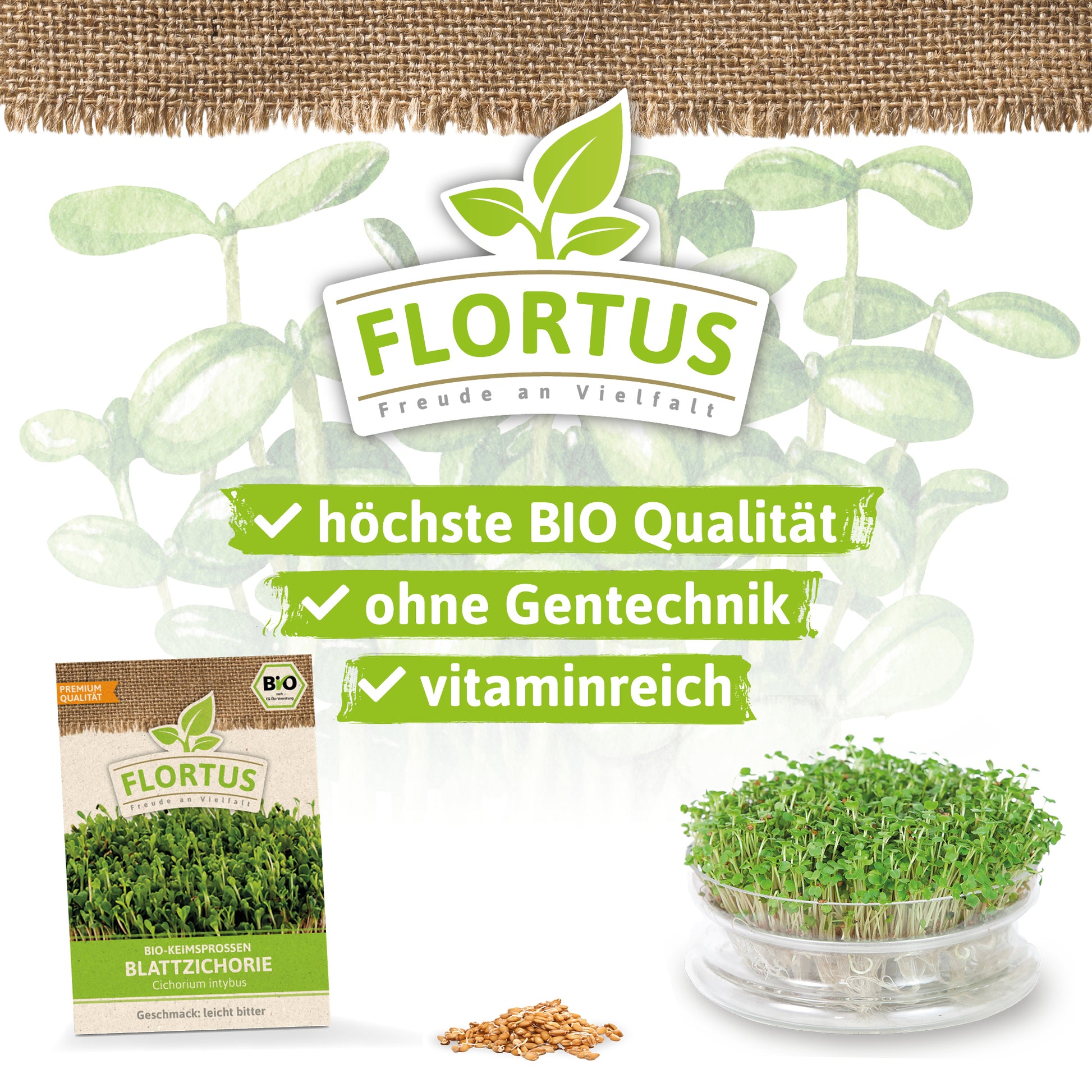  BIO Keimsprossen Blattzichorie