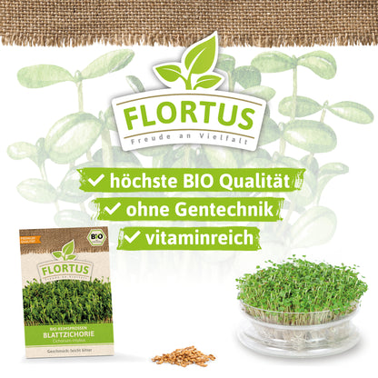  BIO Keimsprossen Blattzichorie