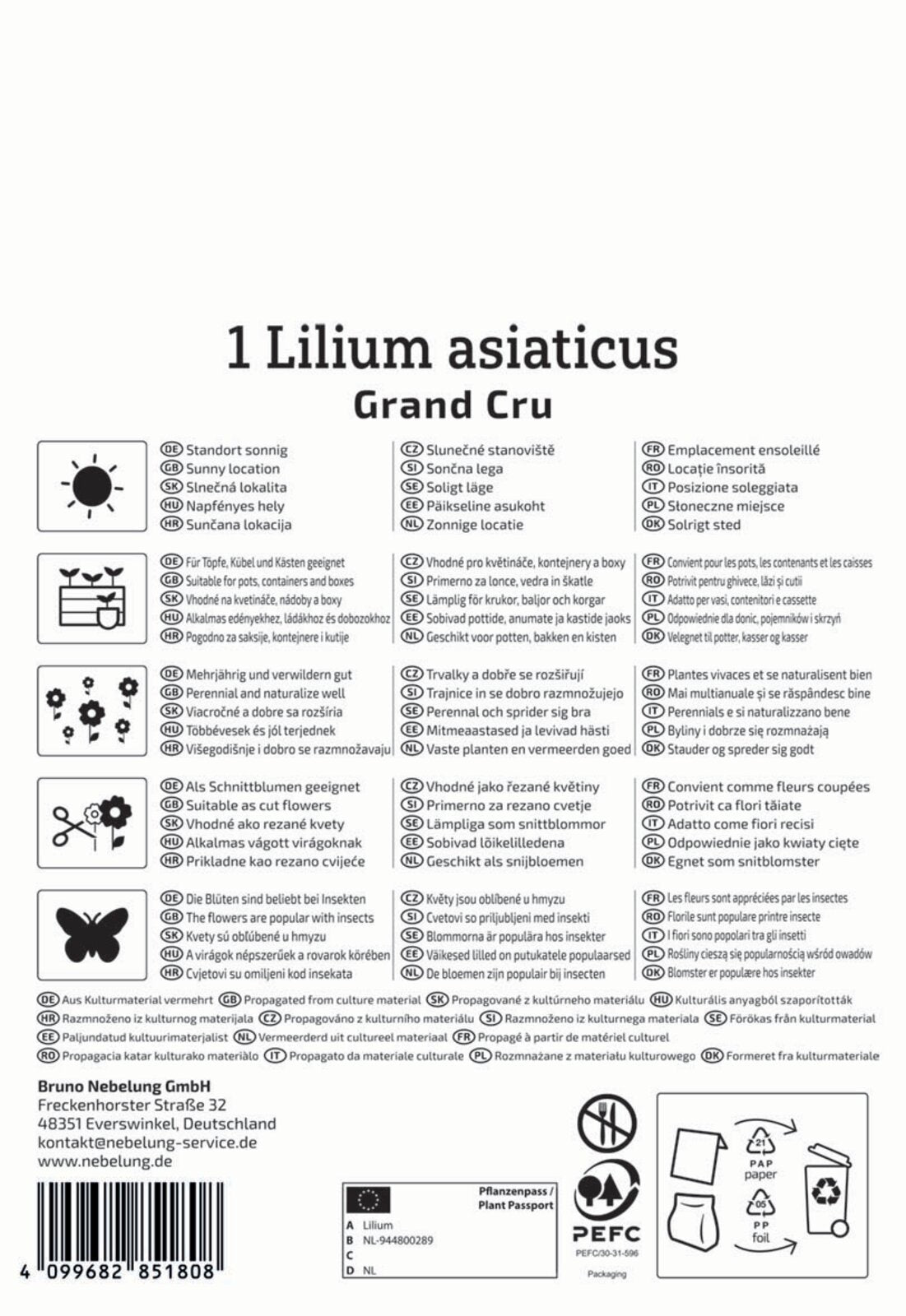  Asiatische Lilie Grand Cru (1 Stück)