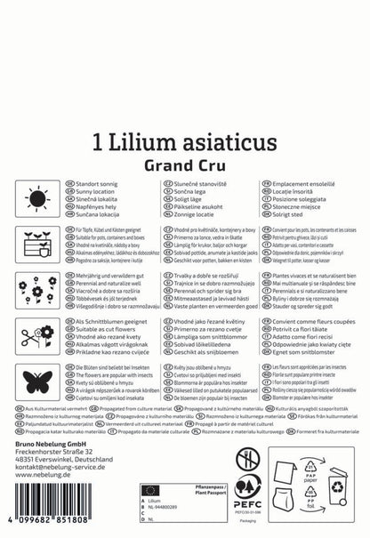  Asiatische Lilie Grand Cru (1 Stück)