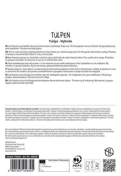  Tulpe Flaming Flag (5 Stück)