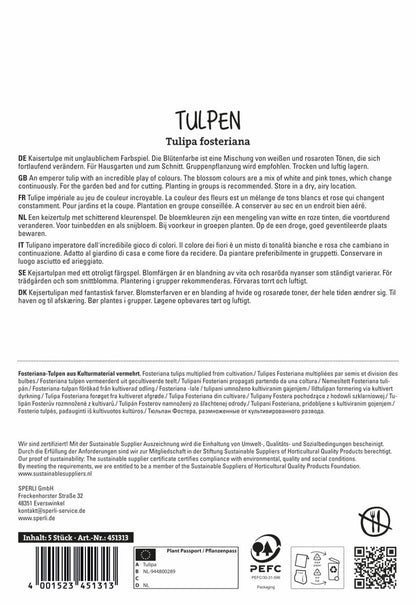  Fosteriana-Tulpe Flaming Purissima (5 Stück)
