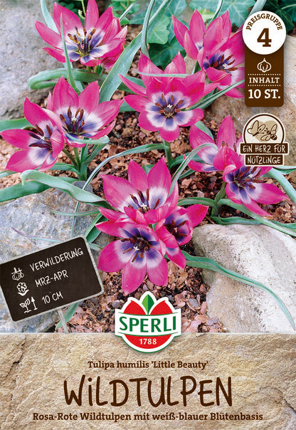  Wildtulpe Little Beauty (10 Stück)