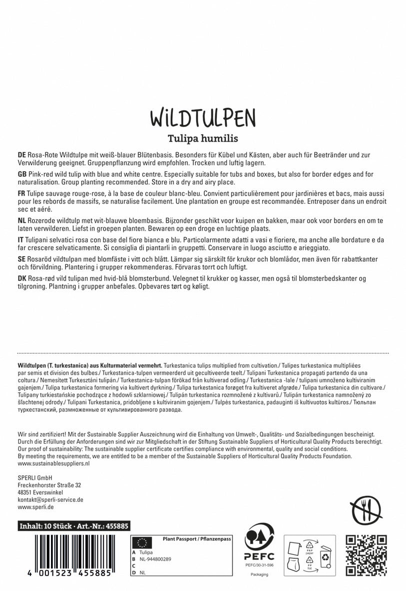  Wildtulpe Little Beauty (10 Stück)