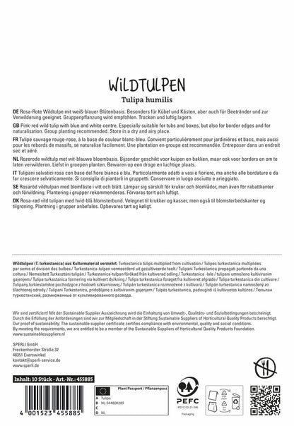  Wildtulpe Little Beauty (10 Stück)