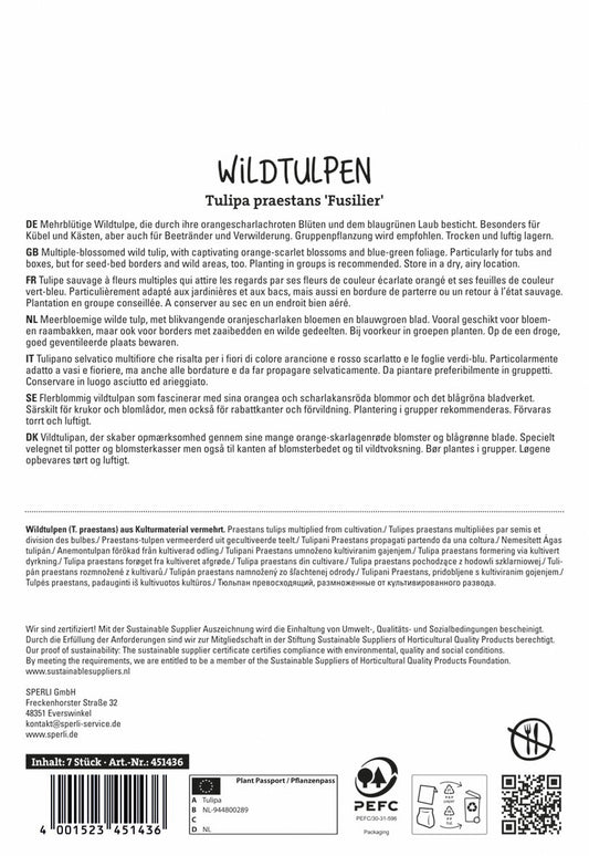  Wildtulpe Fuselier (7 Stück)