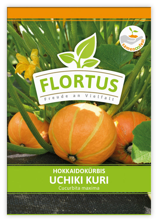  Hokkaidokürbis Uchiki Kuri