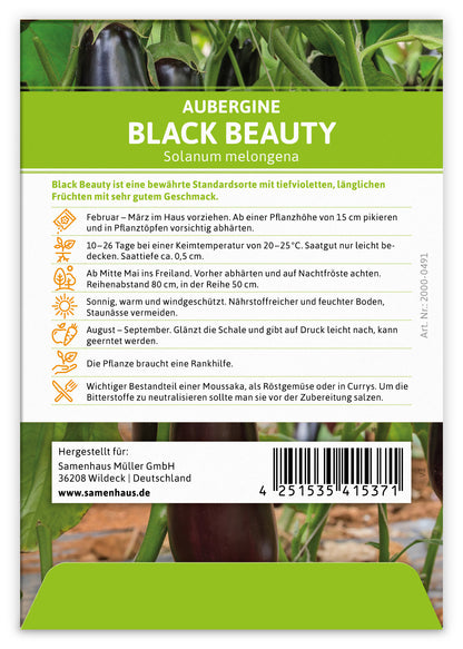 Aubergine Black Beauty (100 Stück)