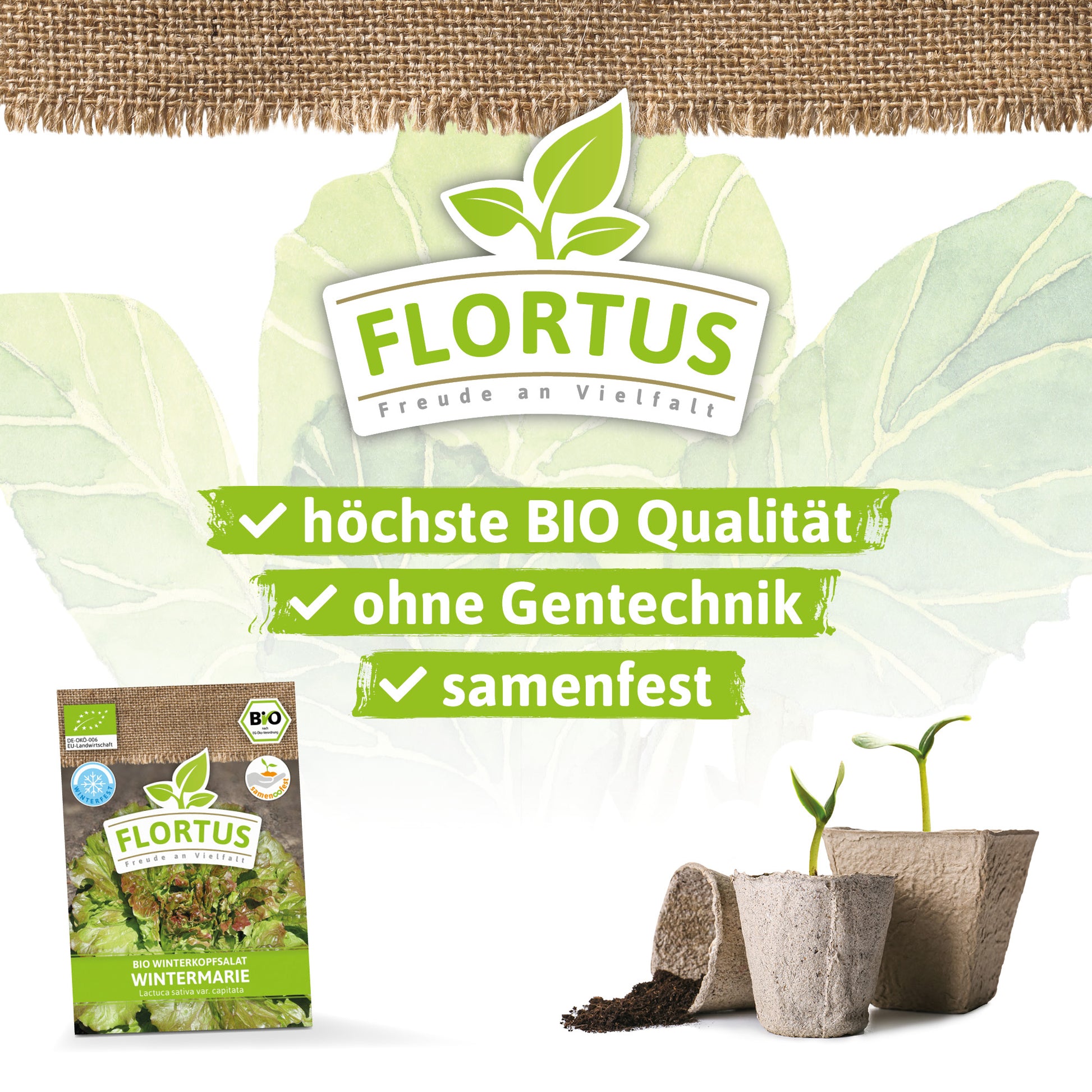  BIO Winterkopfsalat Wintermarie