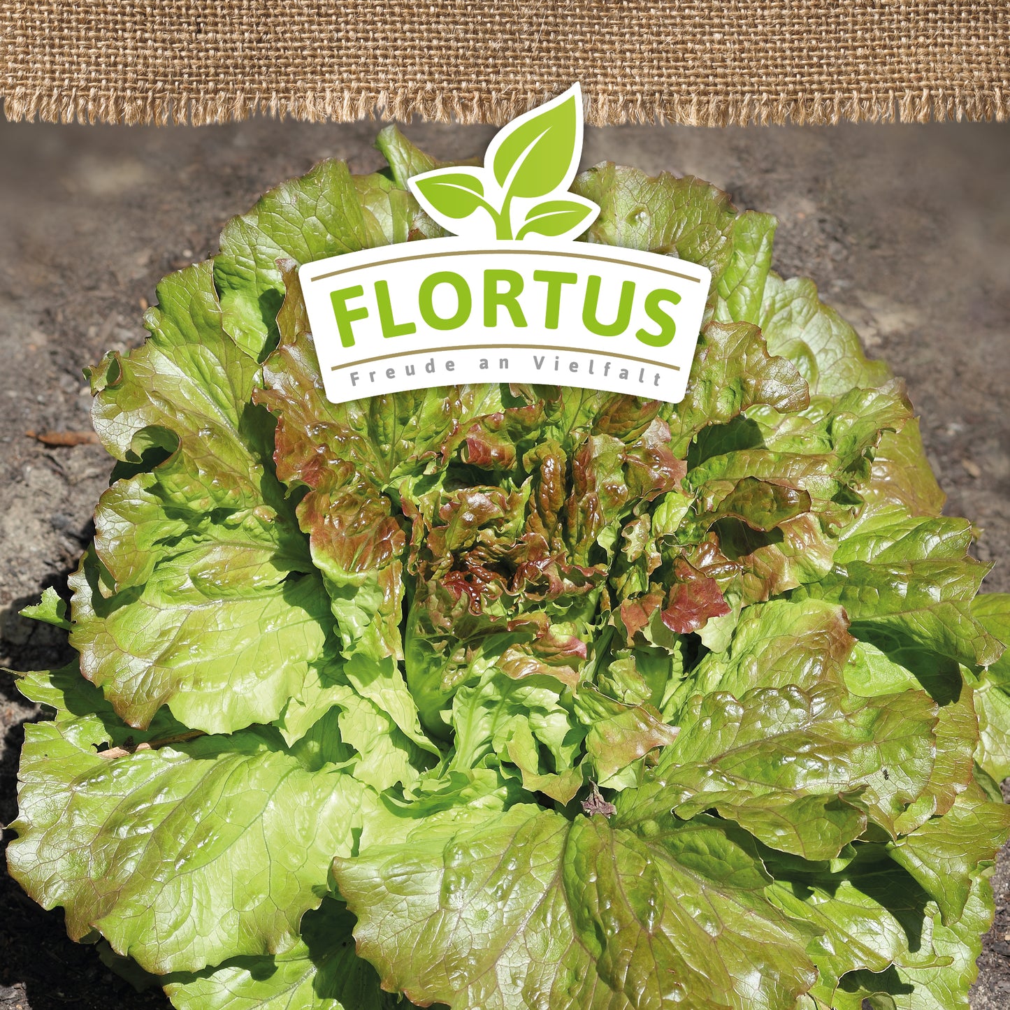  BIO Winterkopfsalat Wintermarie