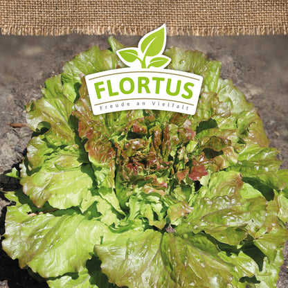  BIO Winterkopfsalat Wintermarie
