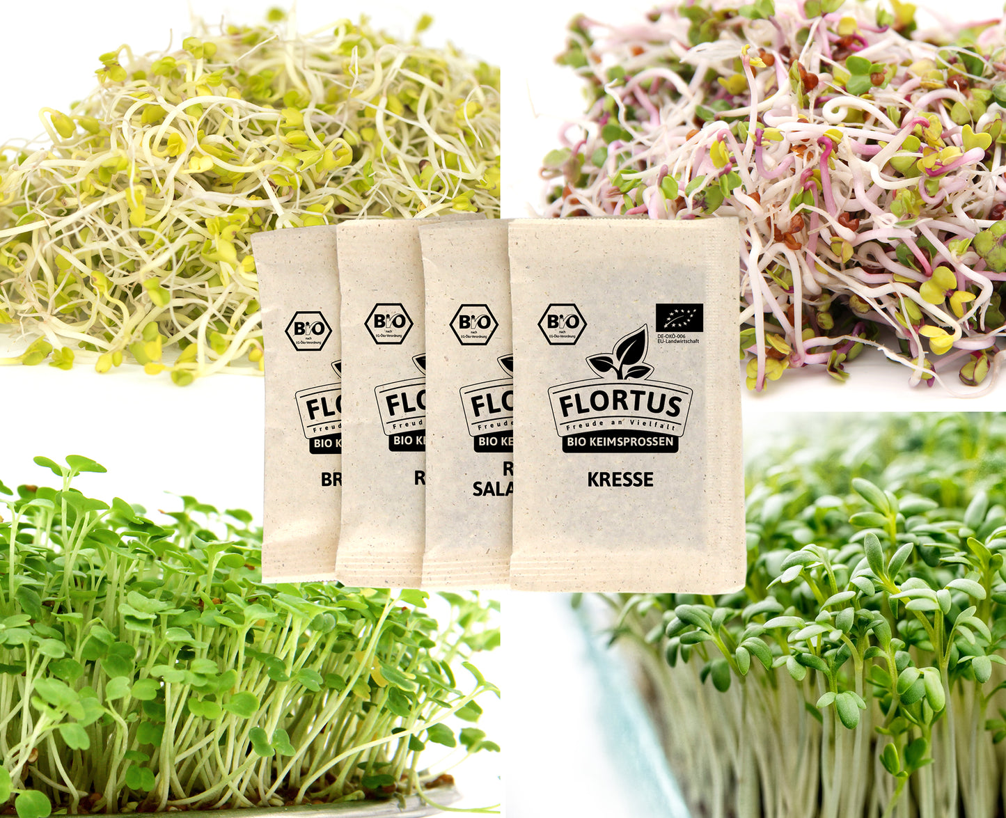  BIO Keimsprossen Set Gesund (4 Sorten)