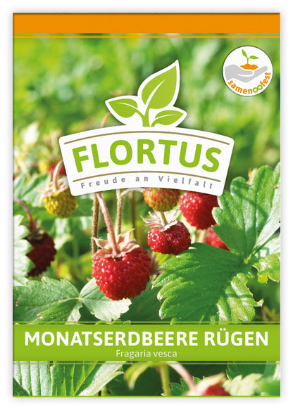  Monatserdbeere Rügen