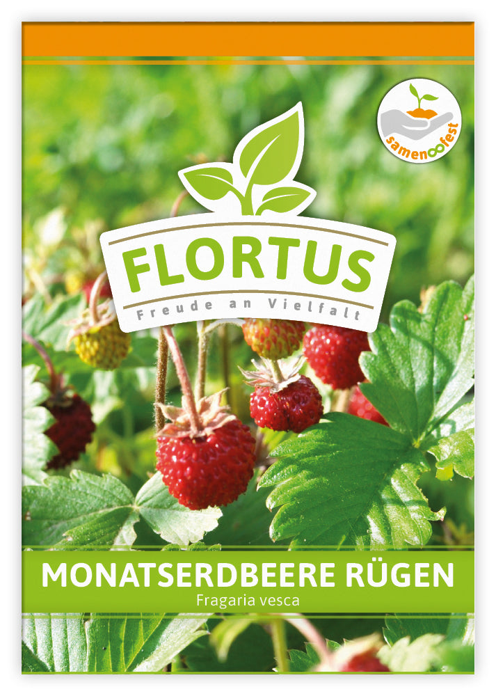  Monatserdbeere Rügen (100 Tütchen)