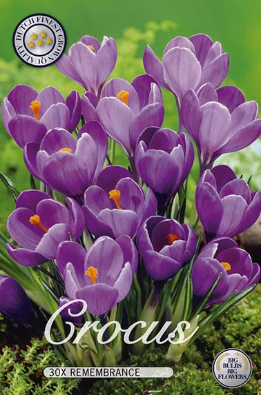  Krokus Remembrance (30 Stück)