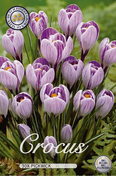  Krokus Pickwick (30 Stück)