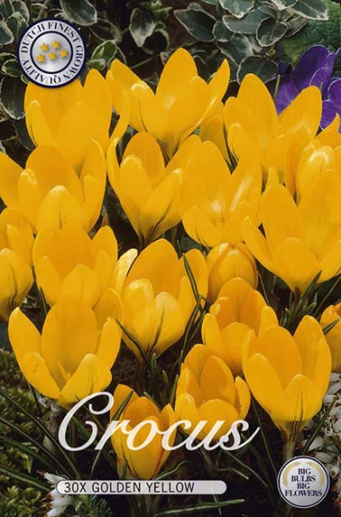  Krokus Golden Yellow (20 Stück)
