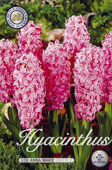  Hyazinthe Anna Marie (10 Stück)