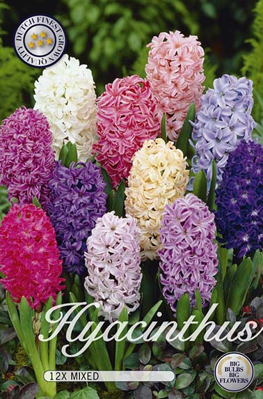  Hyazinthe Orientalis Mix (12 Stück)