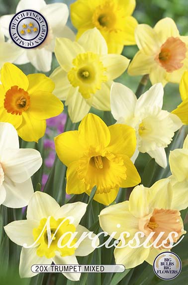  Narzisse Mix (20 Stück)