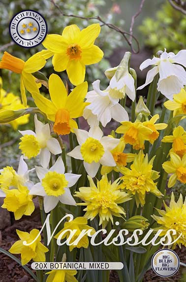  Narzisse Botanical Mix (20 Stück)