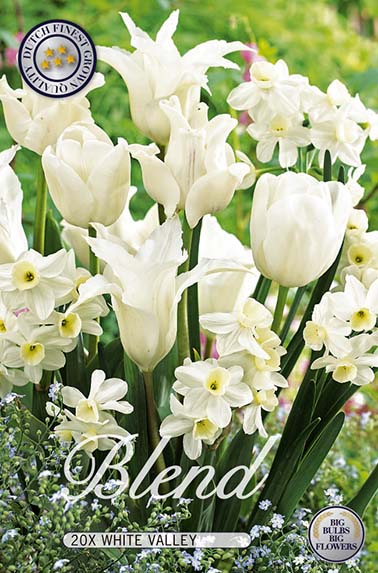  Tulpe/Narzisse White Valley (20 Stück)