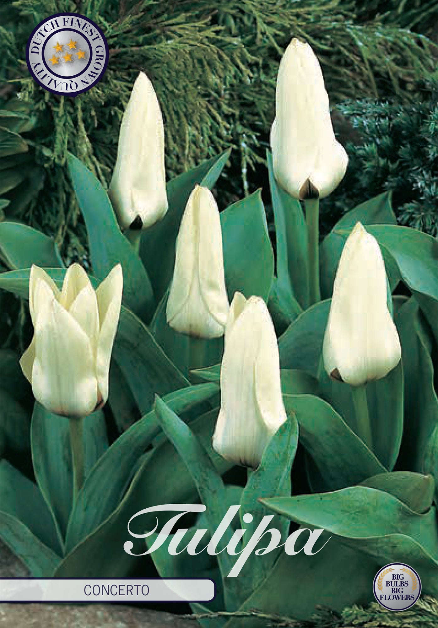  Tulpe Concerto (10 Stück)