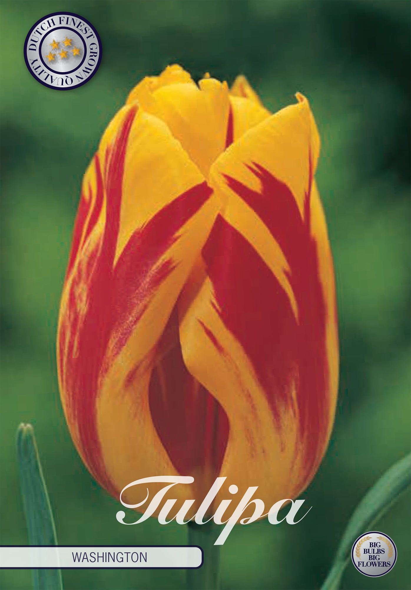  Tulpe Washington (10 Stück)