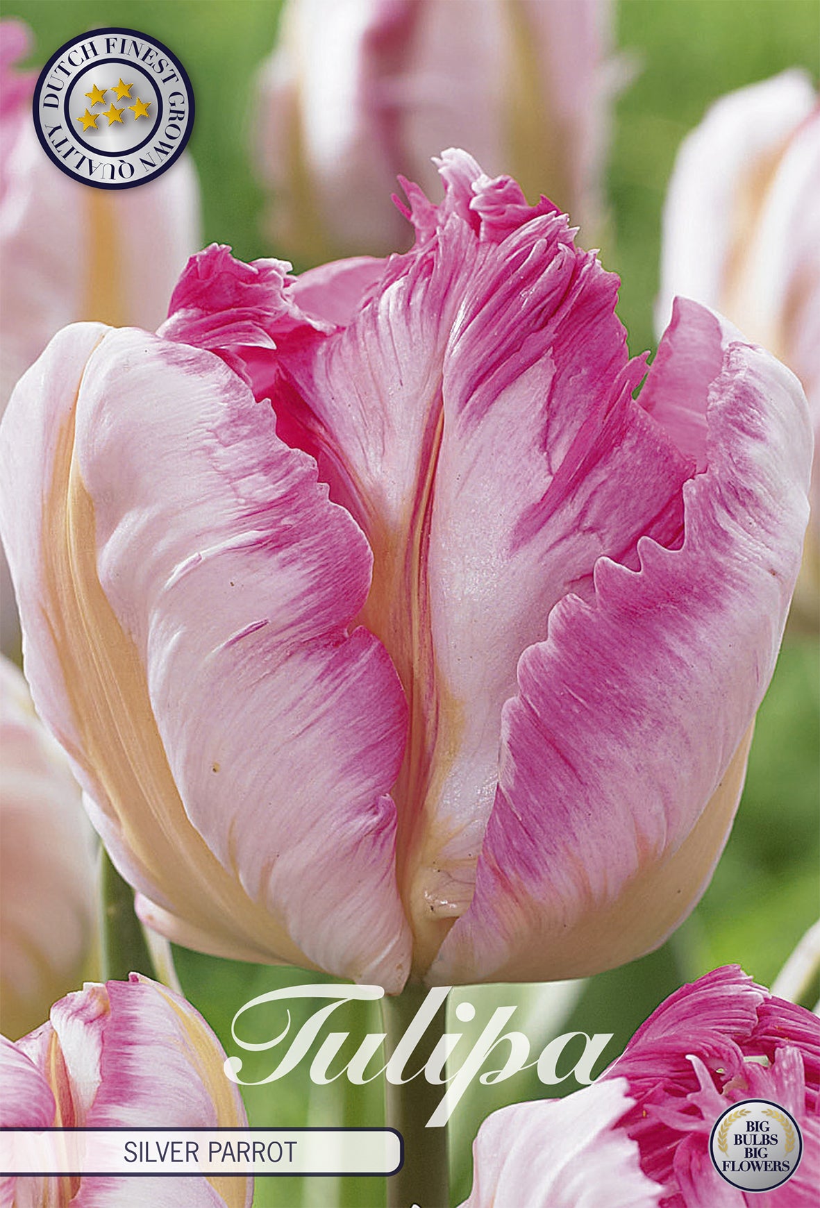  Tulpe Silver Parrot (7 Stück)