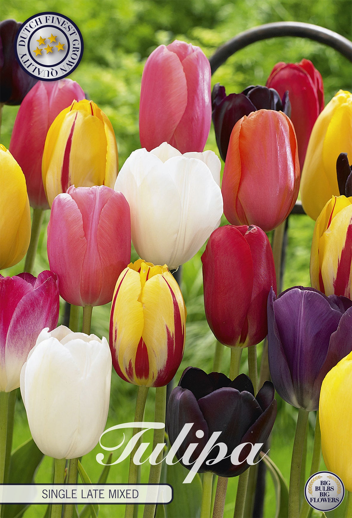  Tulpe Single Late Mix (10 Stück)