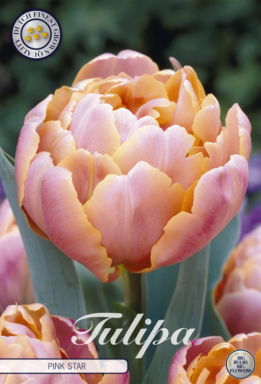  Tulpe Pink Star (7 Stück)