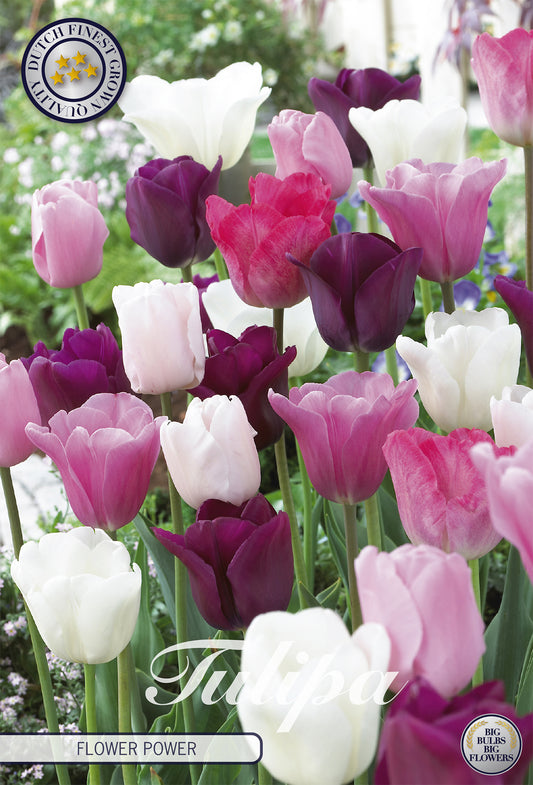  Tulpe Flower Power (10 Stück)