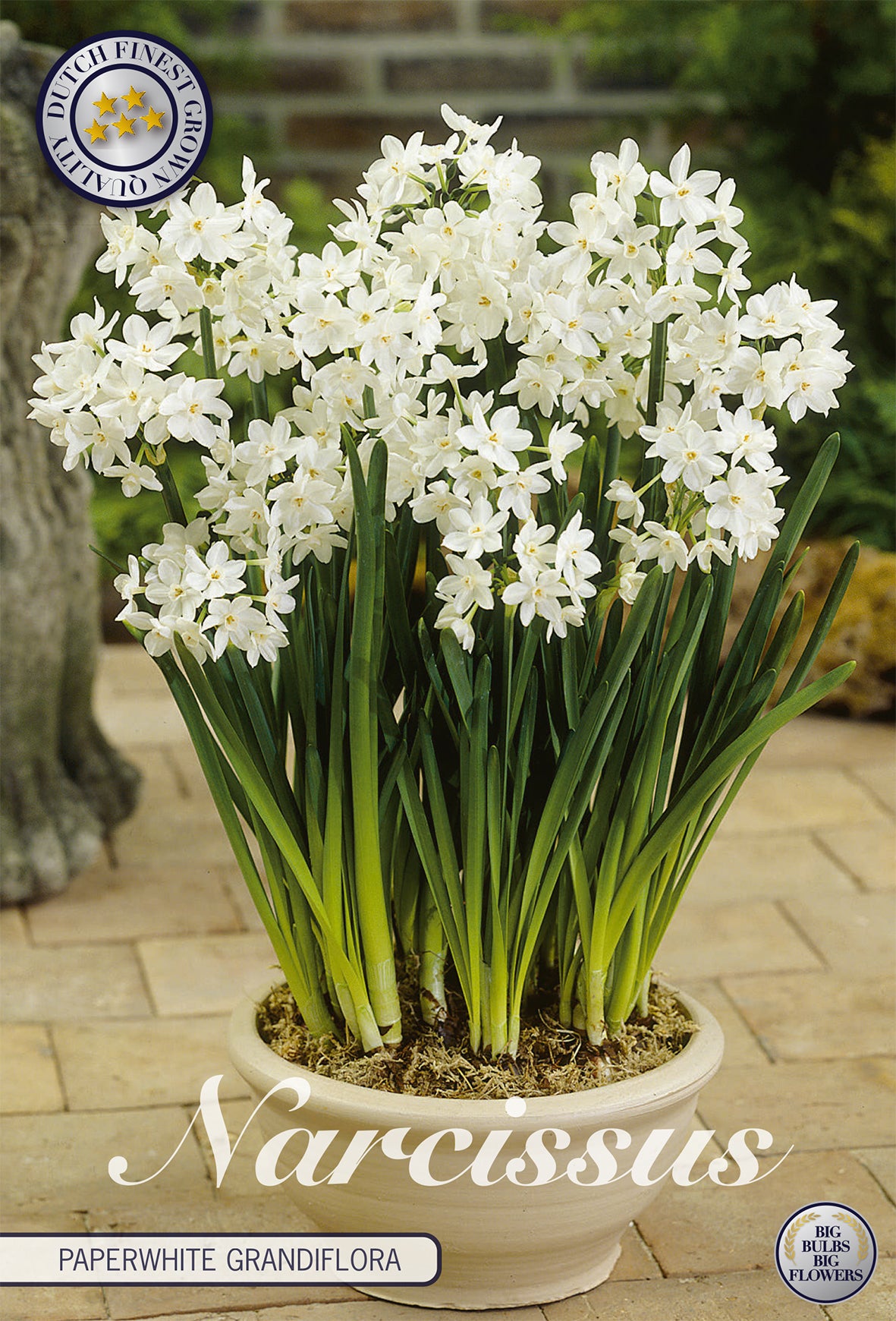  Narzisse Paperwhite Grandiflora (5 Stück)