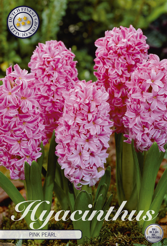  Hyazinthe Pink Pearl (5 Stück)