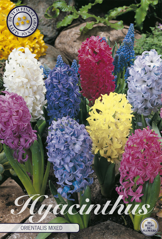  Hyazinthe Orientalis Mix (5 Stück)