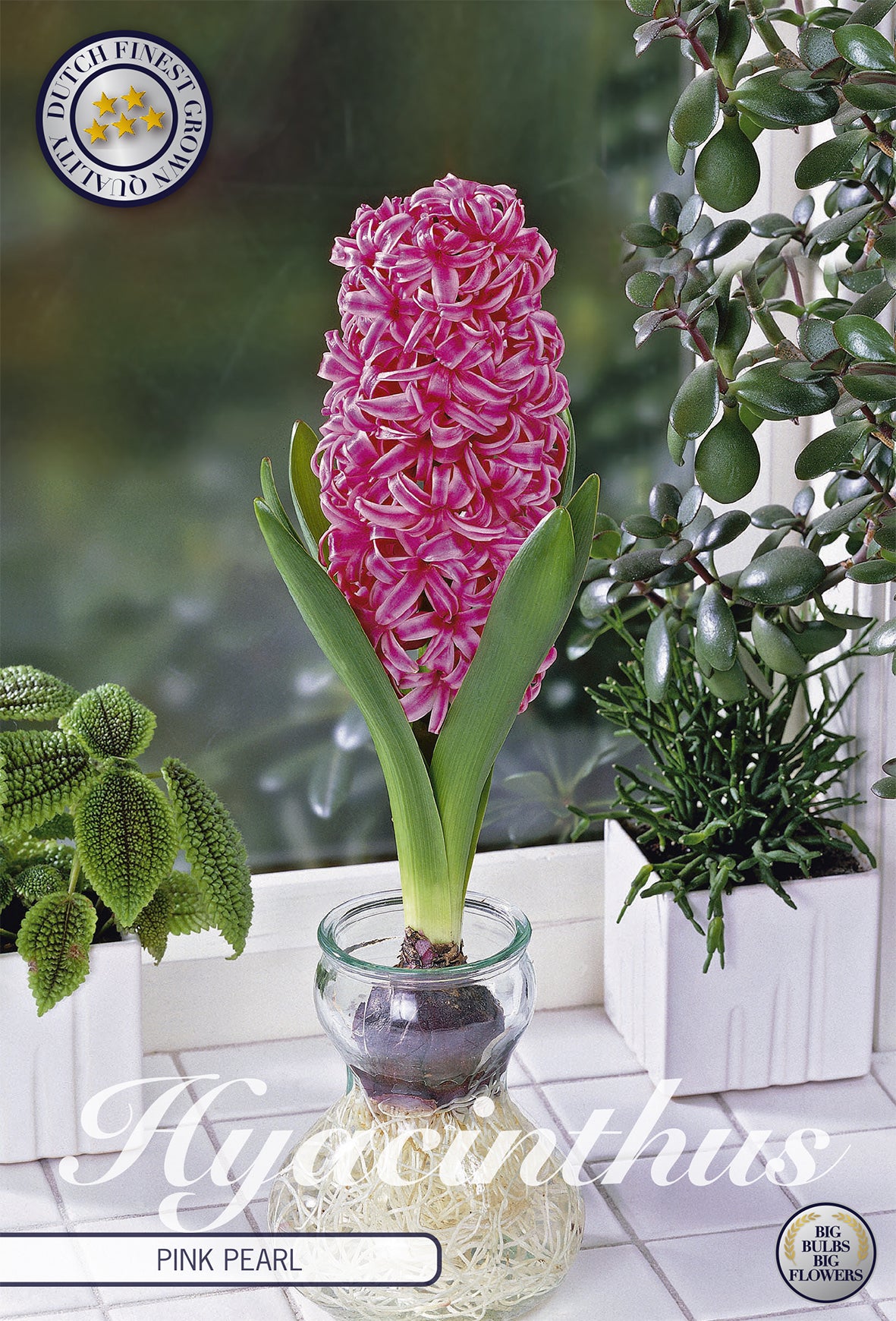  Hyazinthe Glas Hyacinth Pink Pearl (3 Stück)