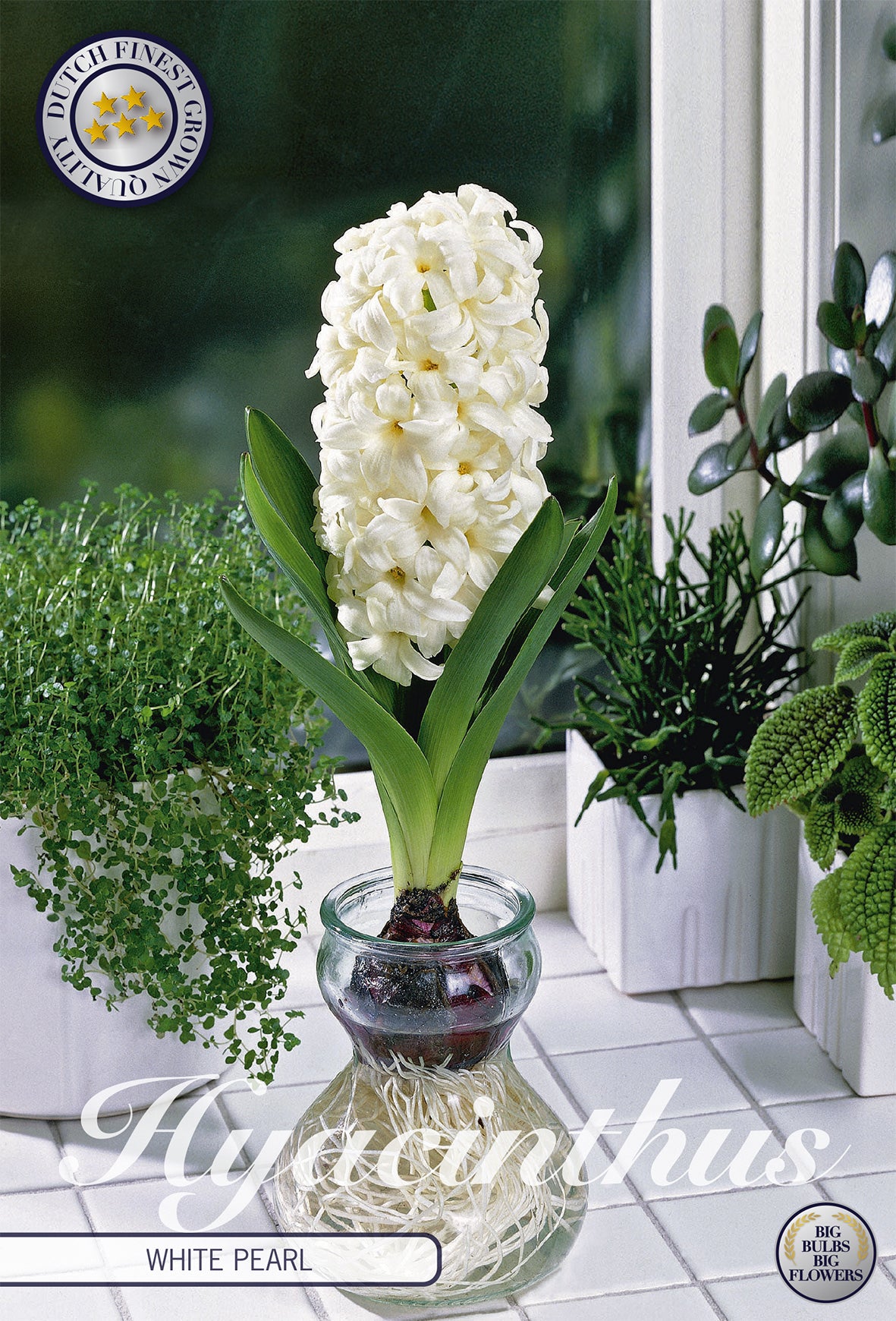  Hyazinthe Glas Hyacinth White Pearl (3 Stück)