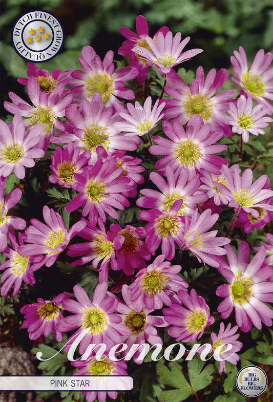  Anemone Pink Star (10 Stück)