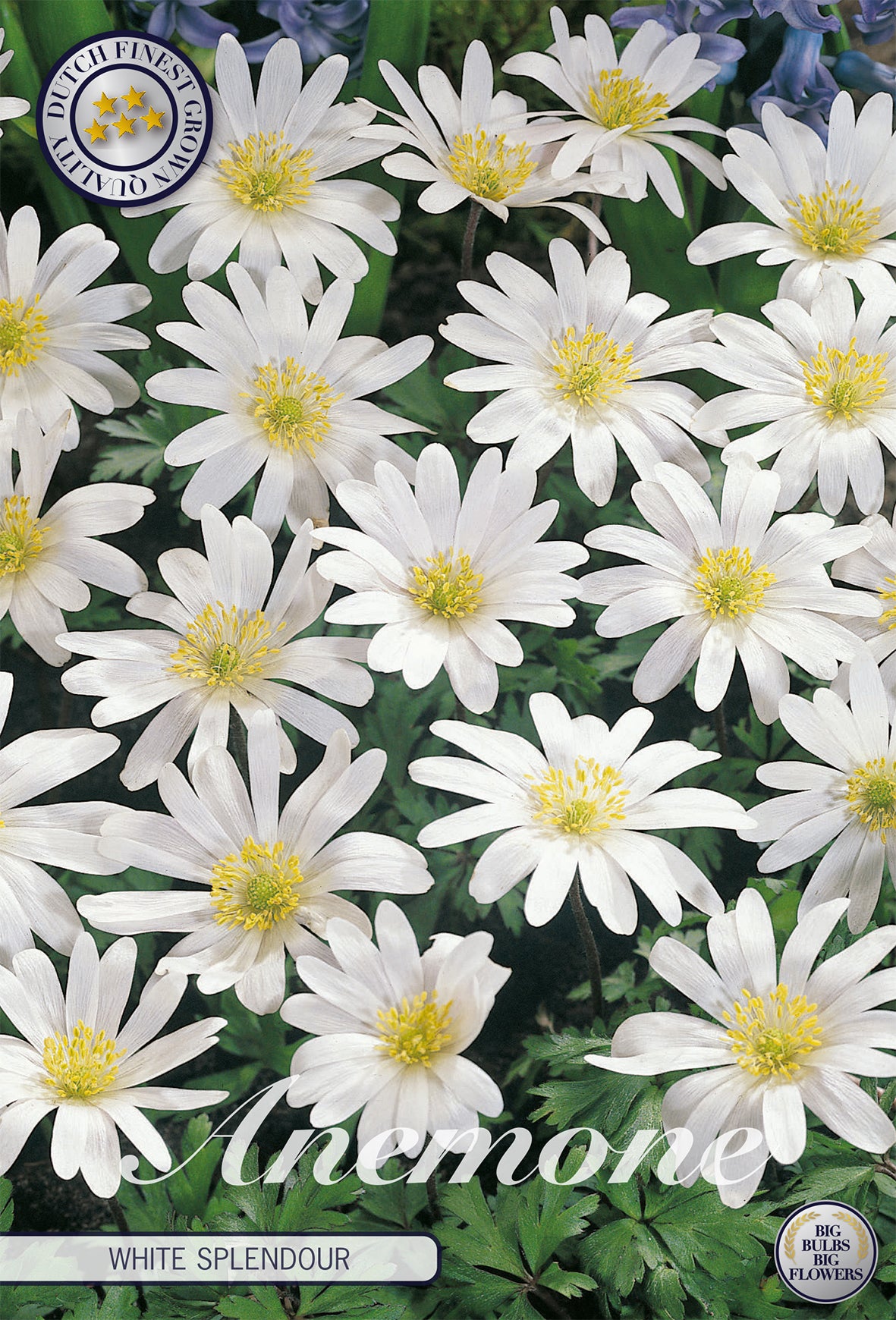  Anemone White Splendour (10 Stück)