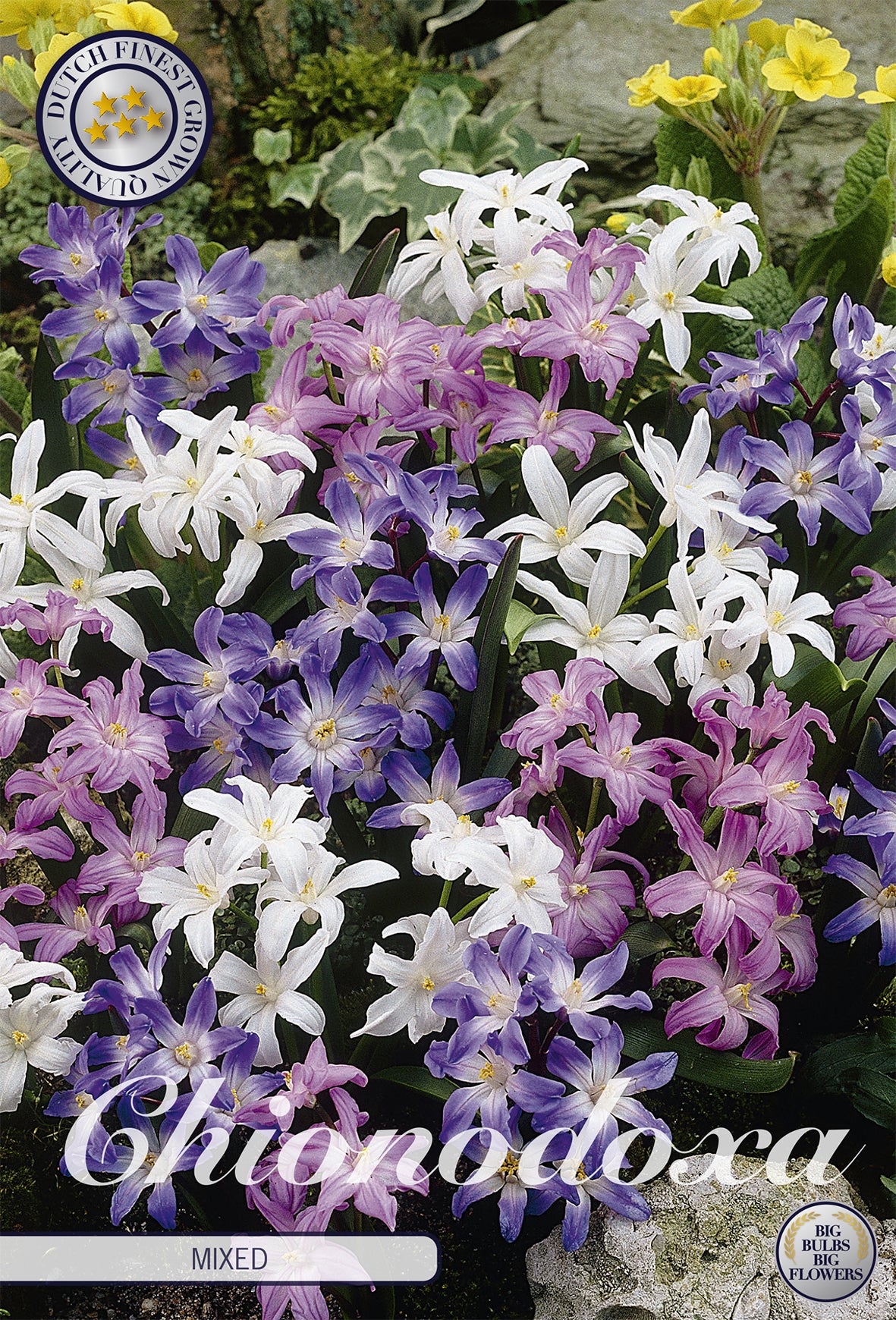  Chionodoxa Chionodoxa Mix (20 Stück)