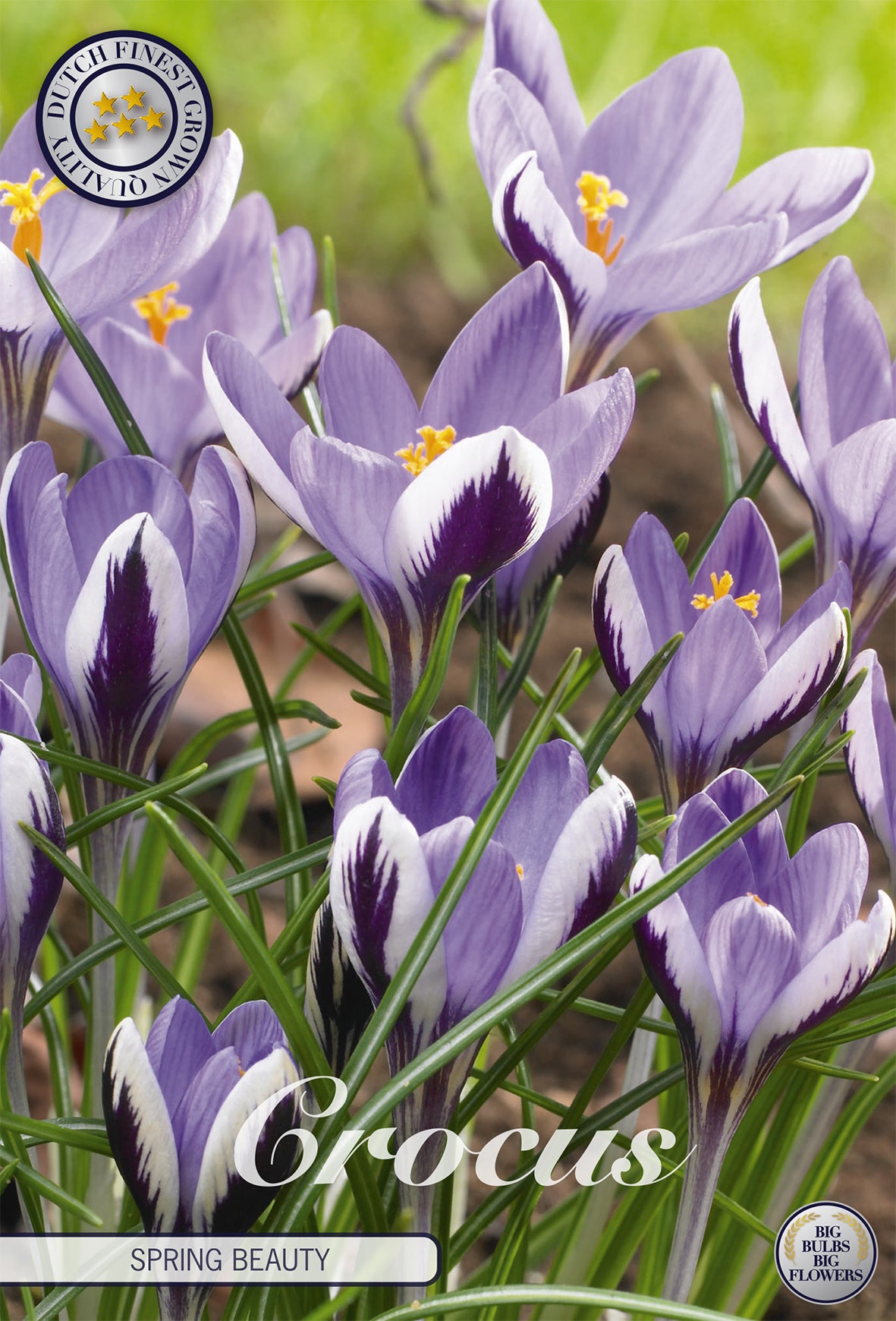  Krokus Spring Beauty (10 Stück)