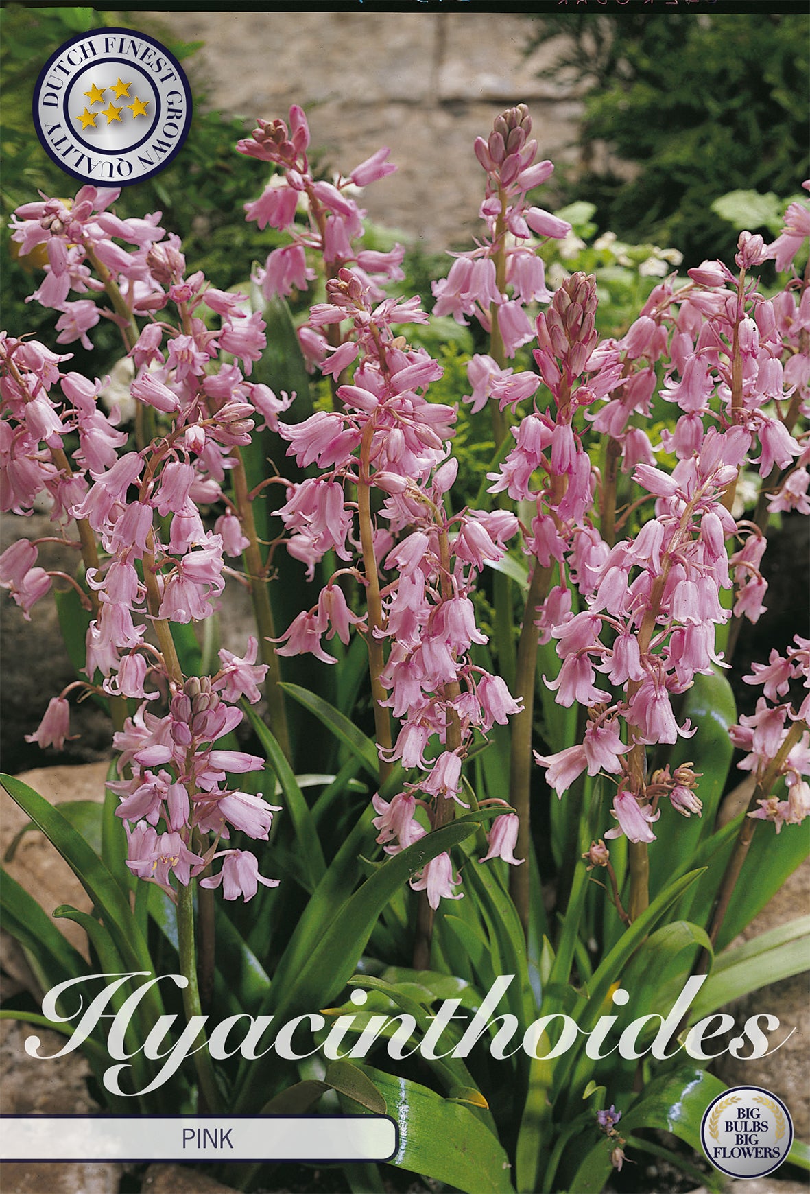  Spanisches Hasenglöckchen Pink (10 Stück)