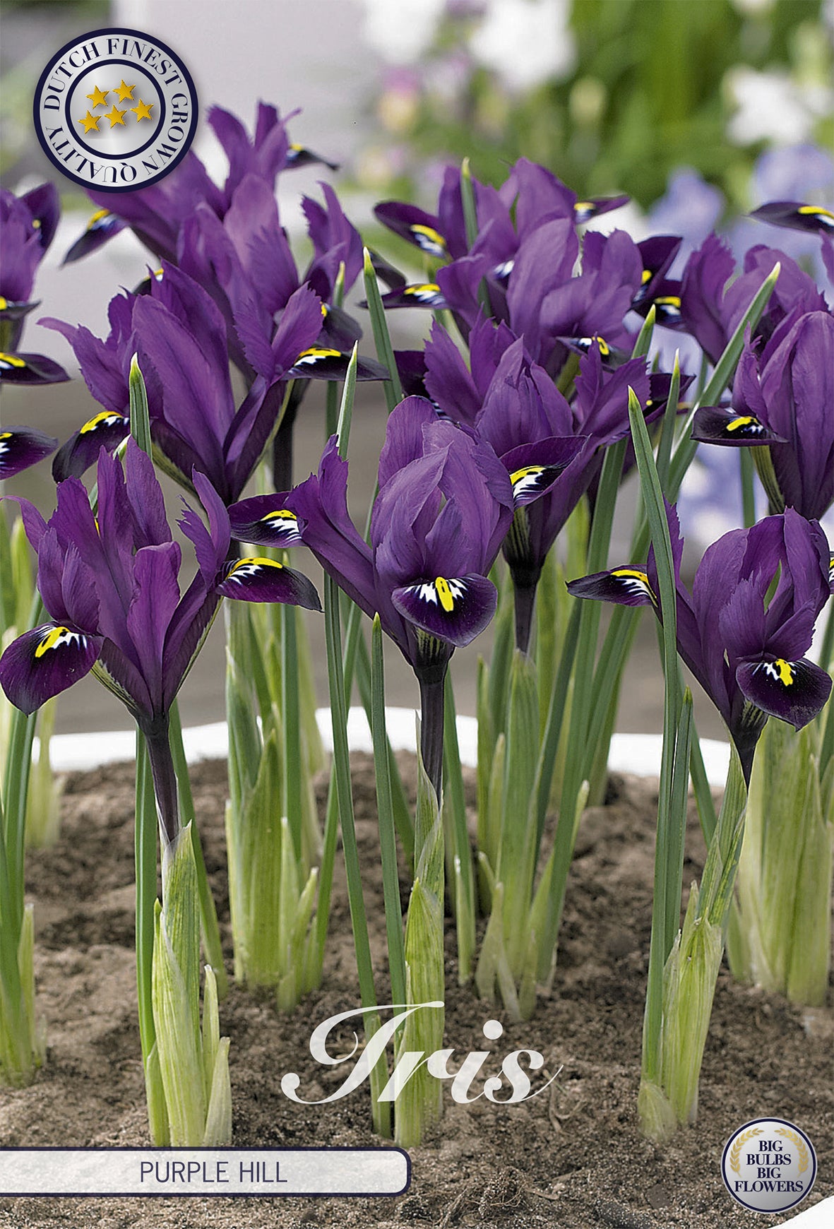  Iris Purple Hill (15 Stück)