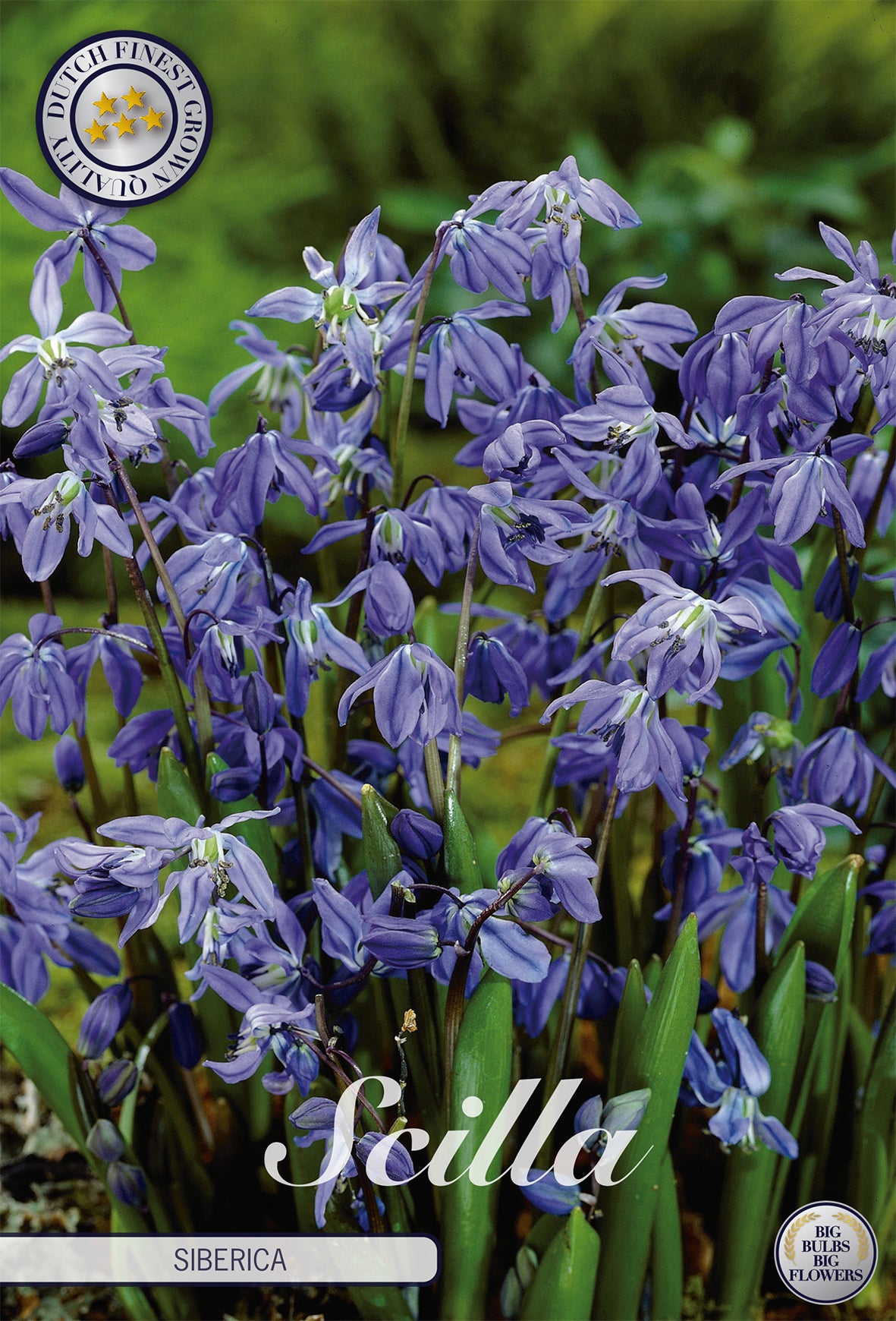  Sibirischer Blaustern (15 Stück)