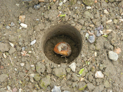  28 X 26 X 7,5 Cm Kurzstieliger Blumenzwiebel Pflanzer
