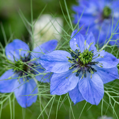  Wiesenblume Jungfer Im Grünen (100 G)