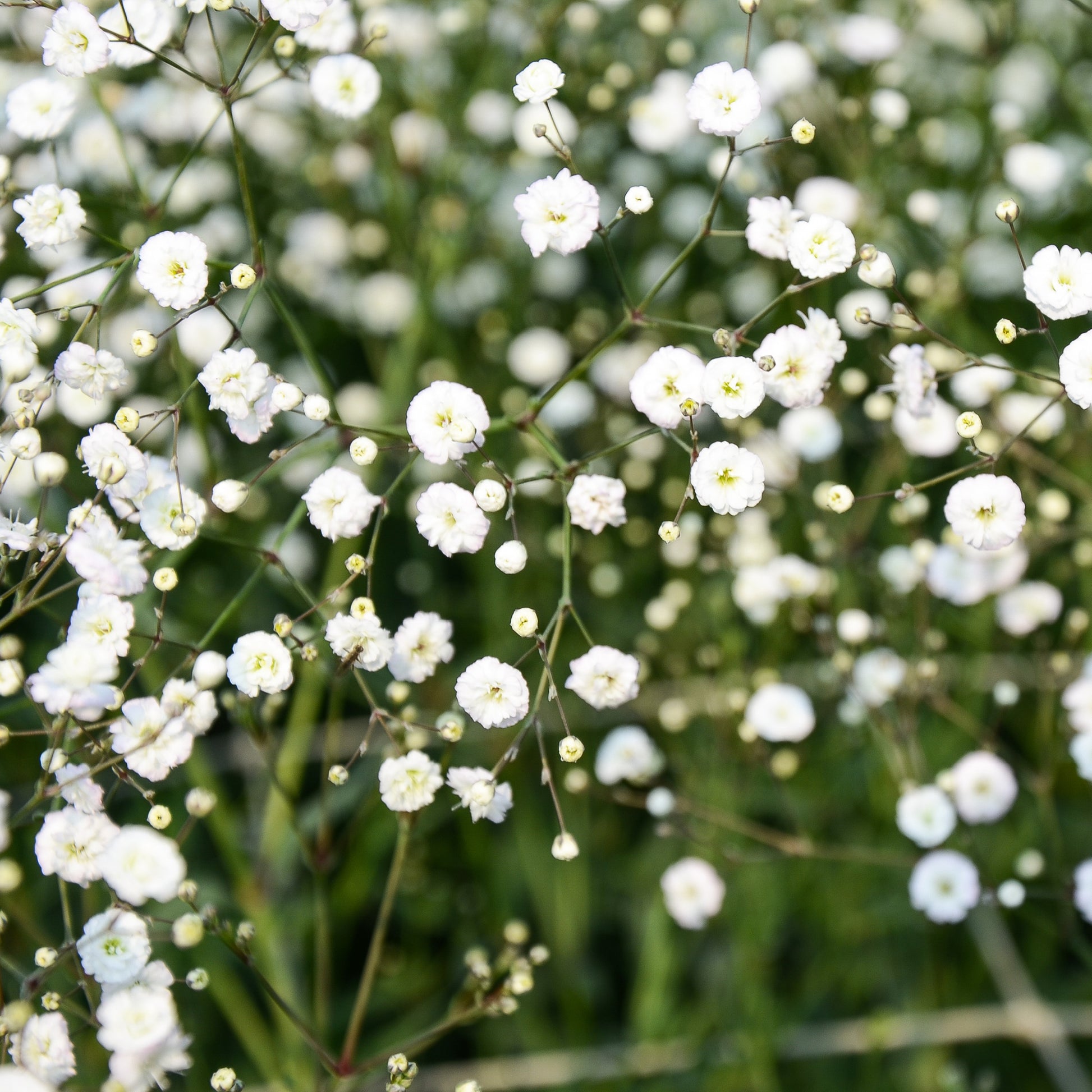  Wiesenblume Sommer Schleierkraut (100 G)