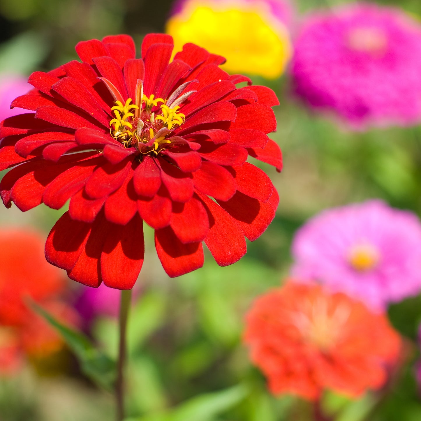  Wiesenblume Zinnie Mischung Dahlienblütig (100 G)