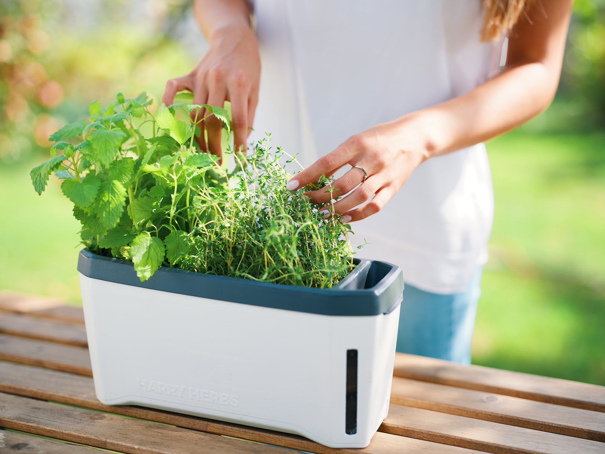  HARRY HERBS Kräutertopf Weiß