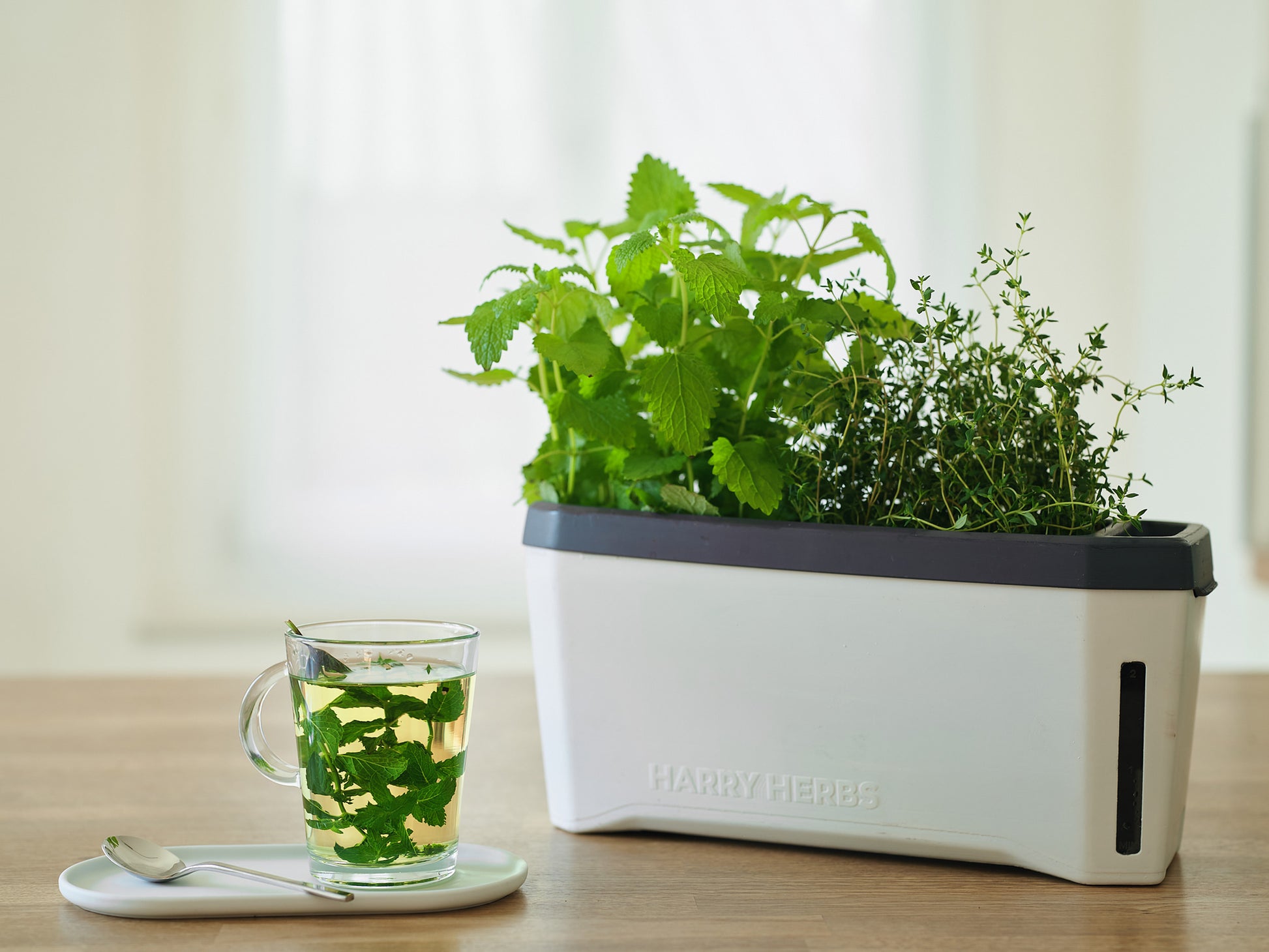  HARRY HERBS Kräutertopf Weiß